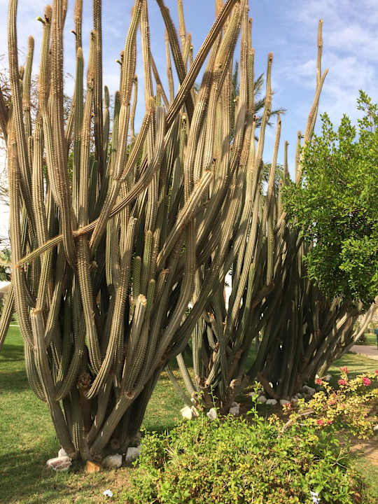 Gartenanlage Shams Safaga Resort