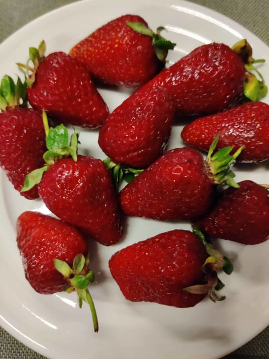 Gastro Sorgun Akadia Luxury 16+