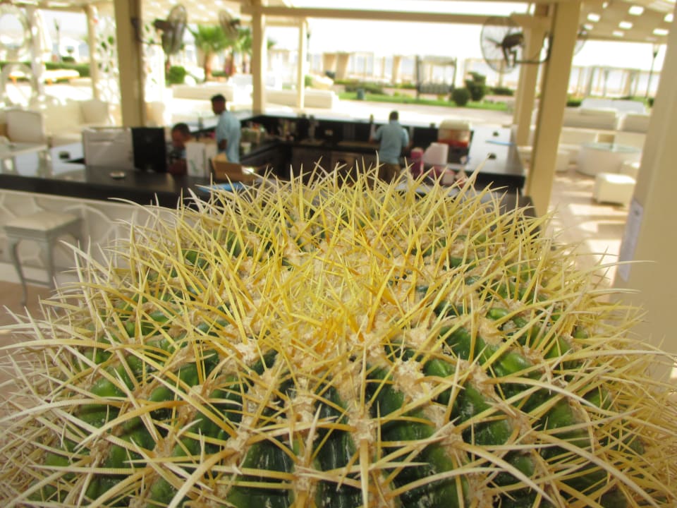 Bar Premier Le Reve Hotel & Spa