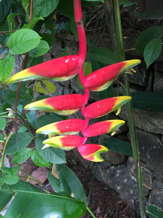 Gartenanlage Hotel Abad Turtle Beach