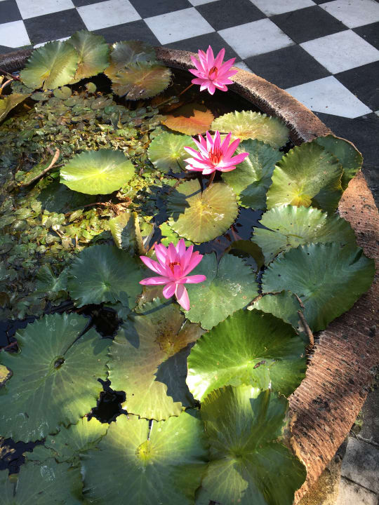 Gartenanlage Griya Santrian Beach Resort & Spa