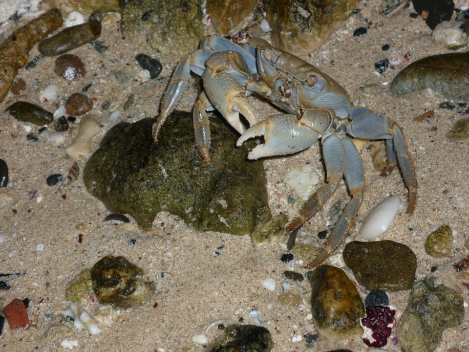 Auf Abendwanderung gefunden... Malikia Resort Abu Dabbab