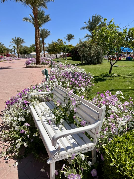 Gartenanlage Desert Rose