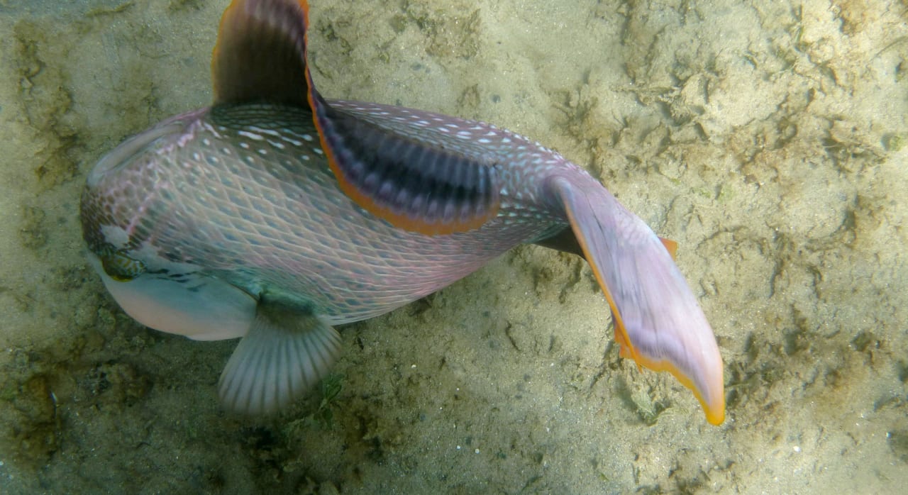 Hotel Lahami Lahami Bay Beach Resort