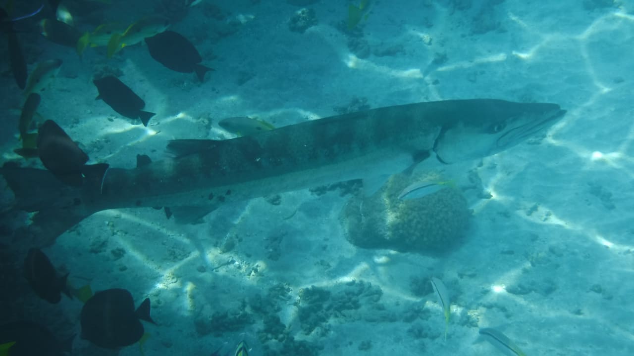 Sport & Freizeit Malikia Resort Abu Dabbab