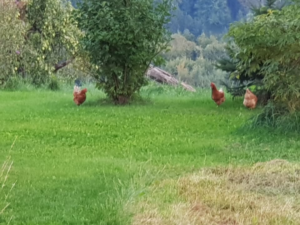 Sonstiges Rupertiblick Bauernhof Reiter in Gierstling
