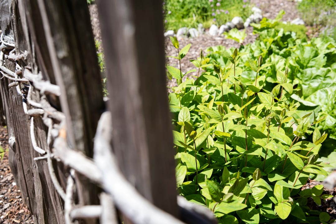Gartenanlage Hotel Inntaler Hof