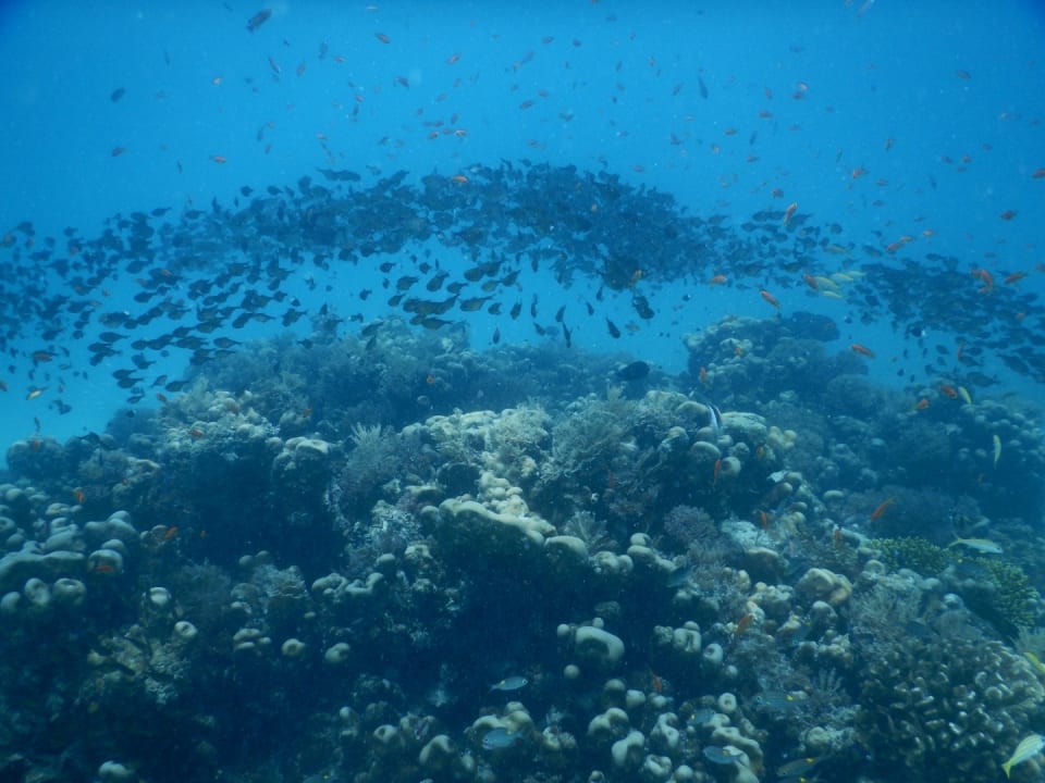 Strand TUI Blue Bahari Zanzibar