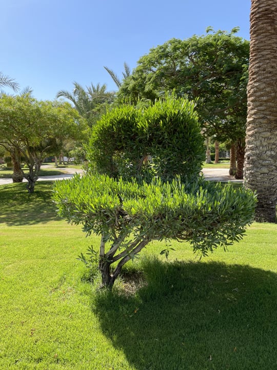 Gartenanlage Desert Rose
