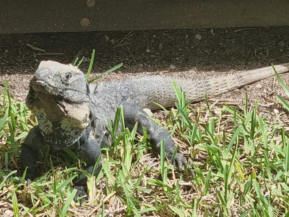 Sonstiges Akumal Bay Beach & Wellness Resort