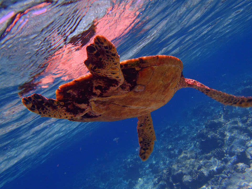 Turtle NH Collection Maldives Reethi Resort