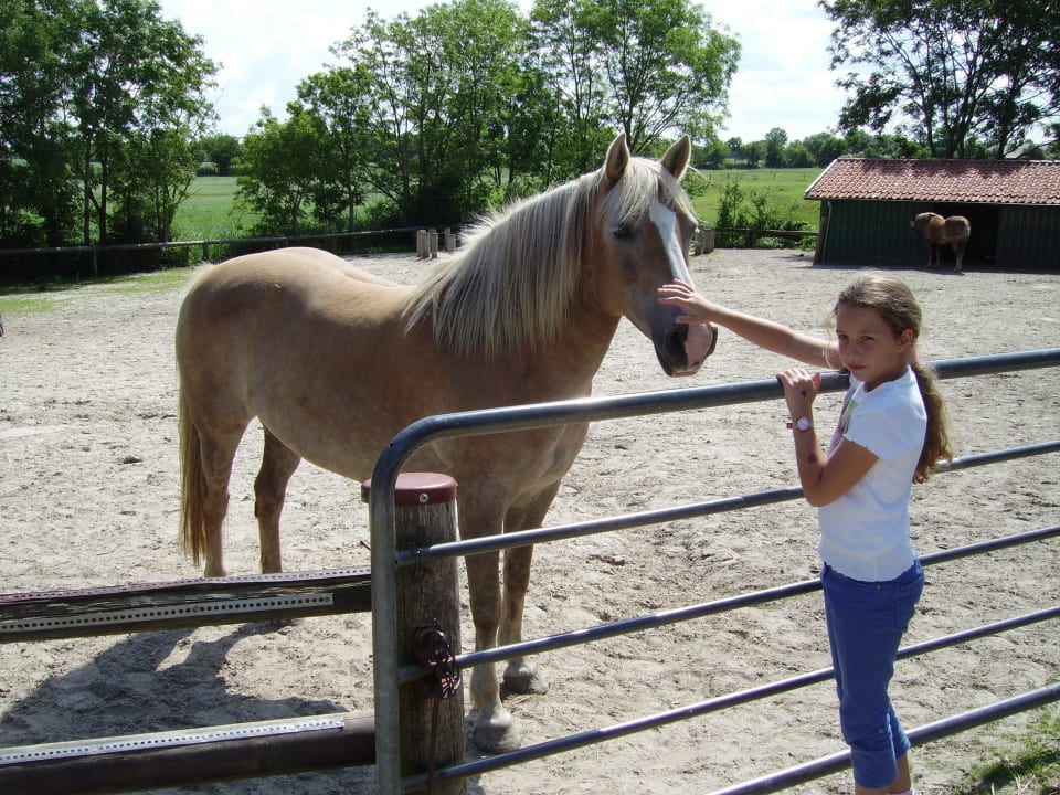 An der Reitkoppel Ferienhof Upwarf
