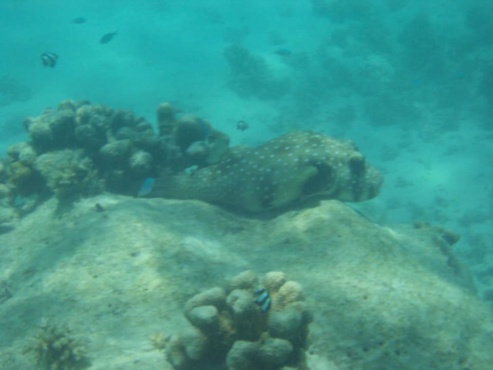 Faulenzen Cinnamon Dhonveli Maldives