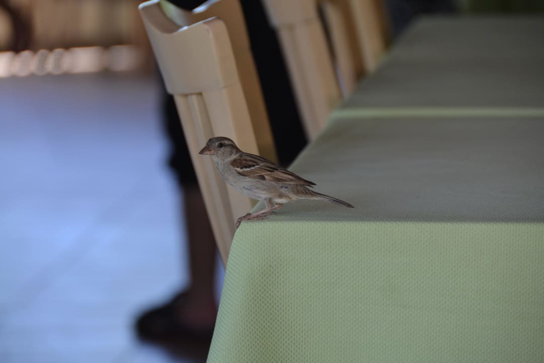 Restaurant vogel VONRESORT Golden Coast