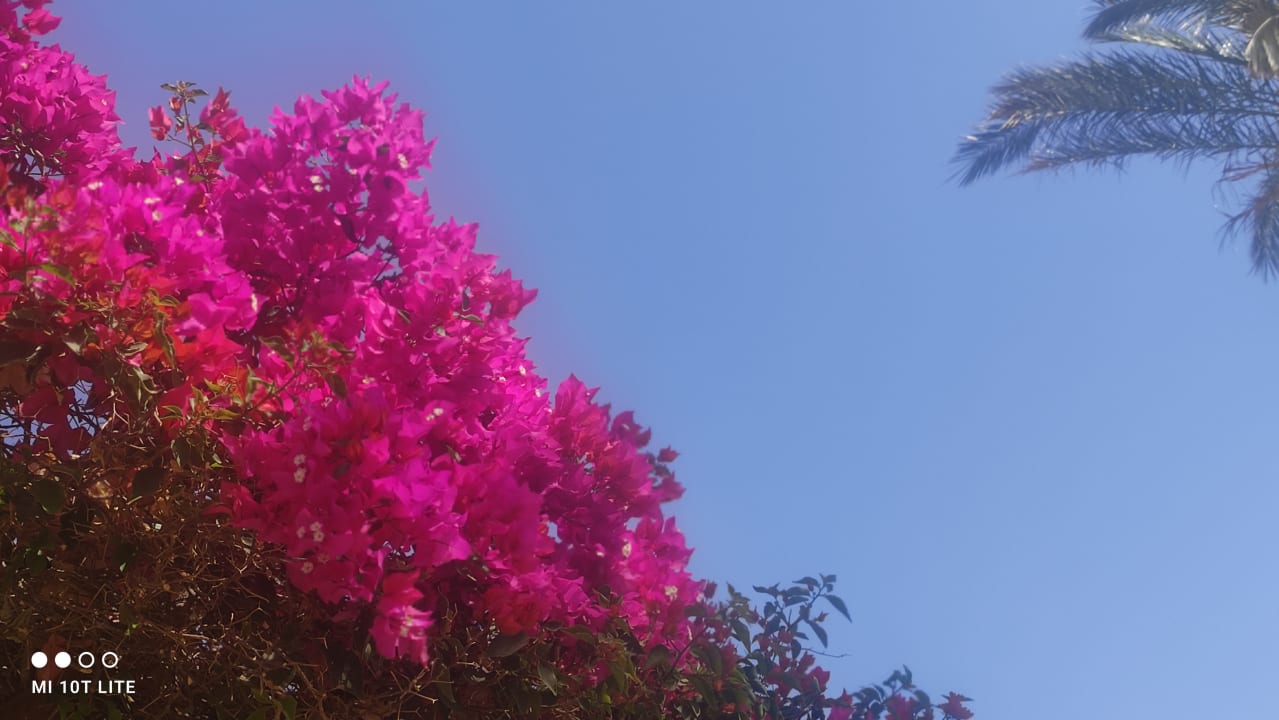 Gartenanlage Shams Safaga Resort