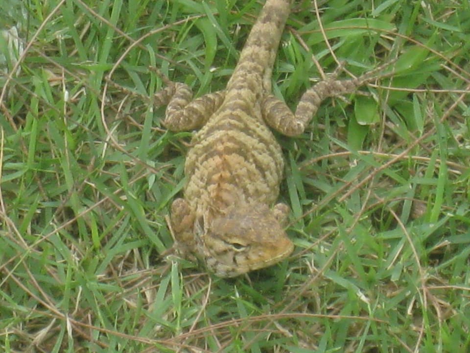 Gekko im Garten Khao Lak Merlin Resort