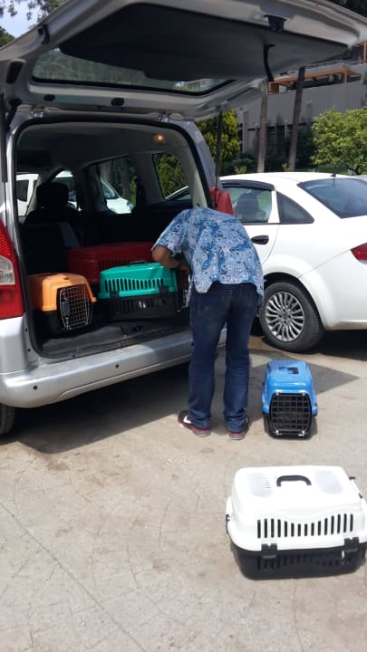 Kastration im Hotel  Balmy Foresta