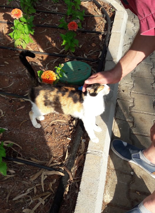 Hauseigene Katze Salamis Bay Conti Resort Hotel & Casino