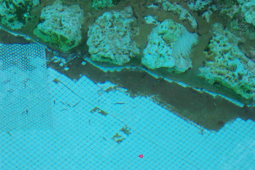 Mängel Fliesen sind kaputt  Grand Makadi