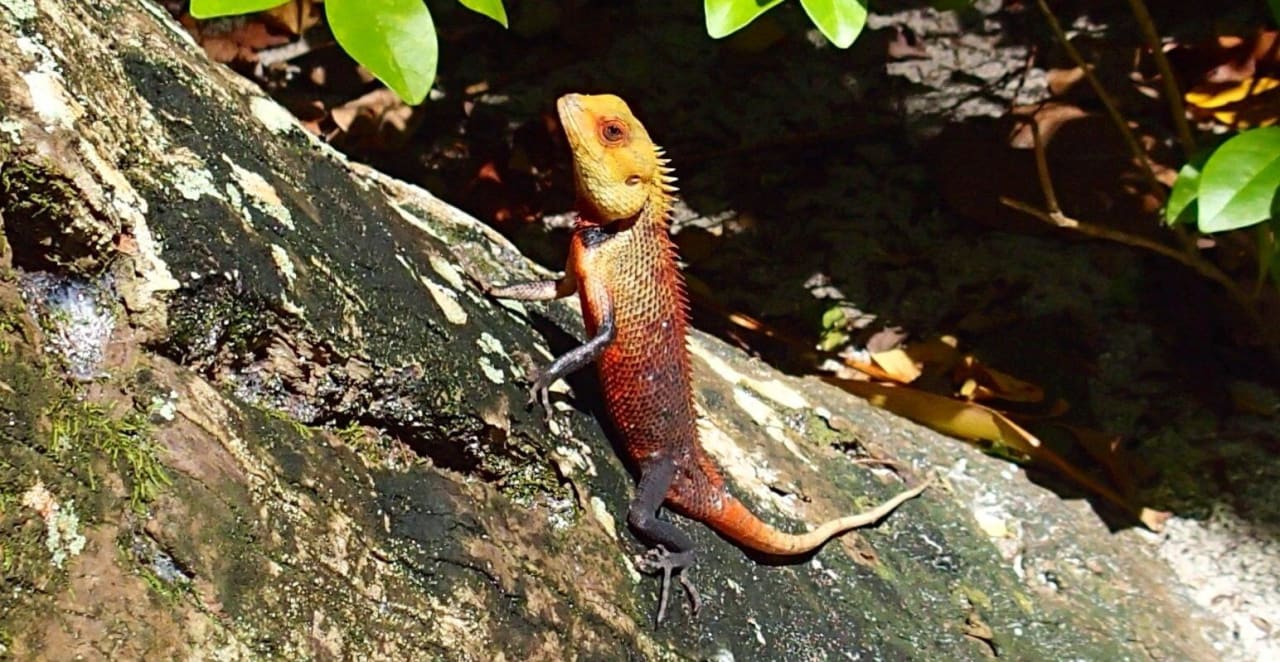 Einwohner Biyadhoo  Biyadhoo Island Resort