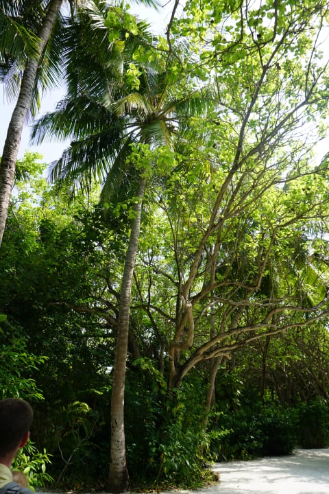 Gartenanlage Summer Island Maldives