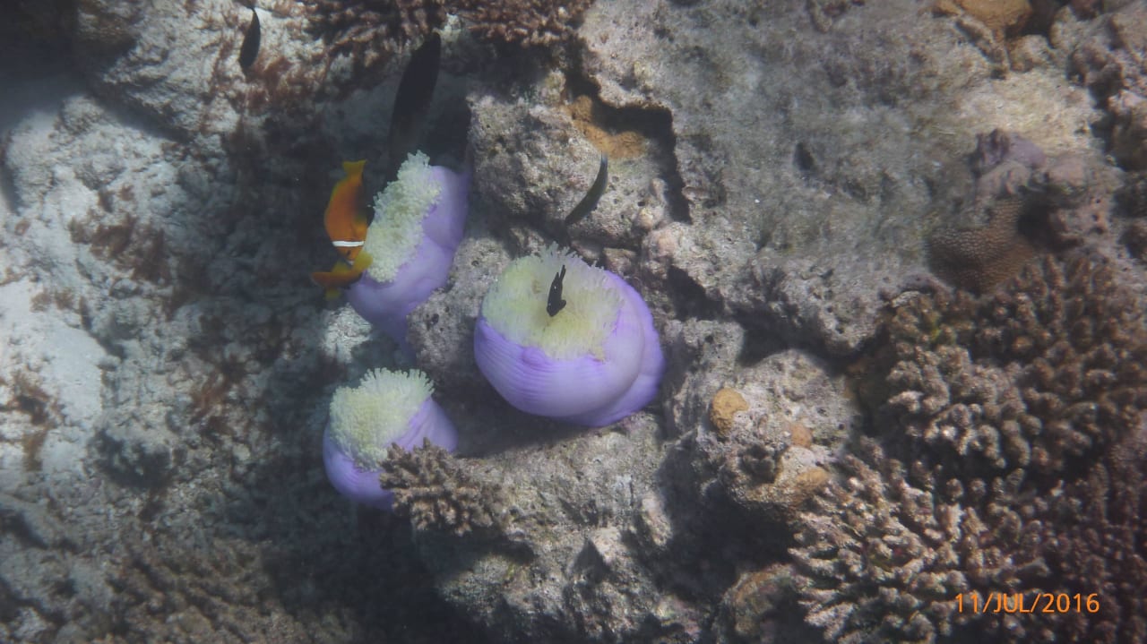 Globuskoralle und Nemos Eri Maldives