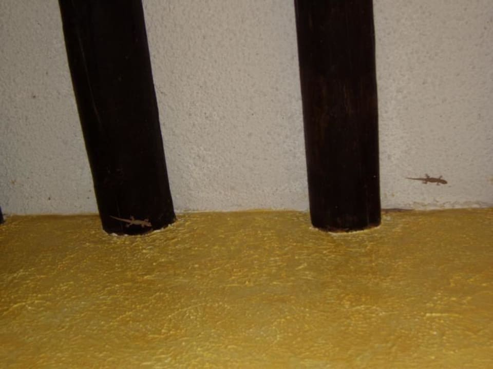 Viele kleine Geckos vor den Zimmern Hotel Tucan Siho Playa