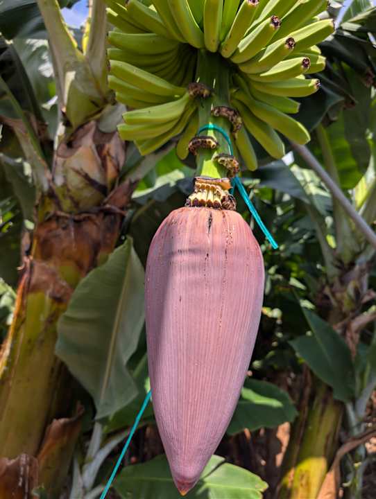 Sonstiges La Palma Princess