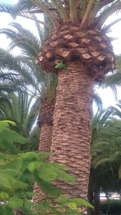 Gartenanlage Hipotels La Geria