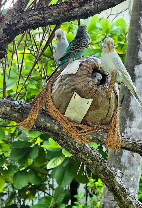 Gartenanlage Thulhagiri Island Resort