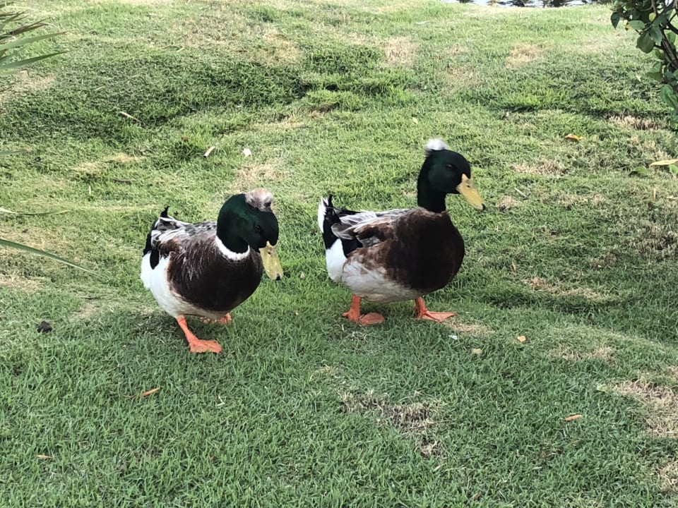 Sonstiges Hotel Viva Dominicus Palace by Wyndham-All Inclusive Resort