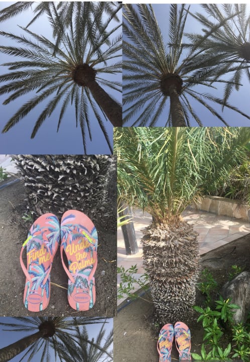 Gartenanlage Corallium Dunamar by Lopesan Hotels