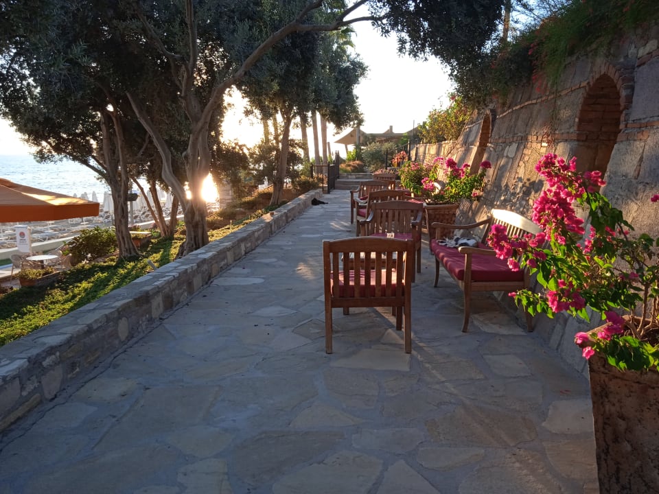 Sonstiges Arum Barut Collection