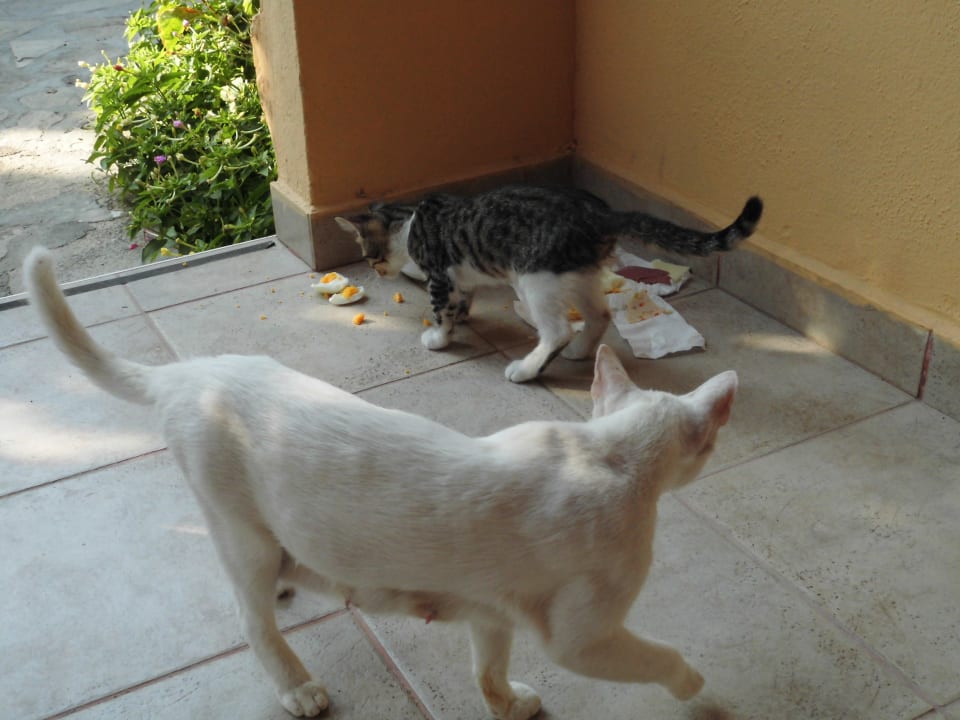 Die lieben mitbewohner Özlem Garden Hotel