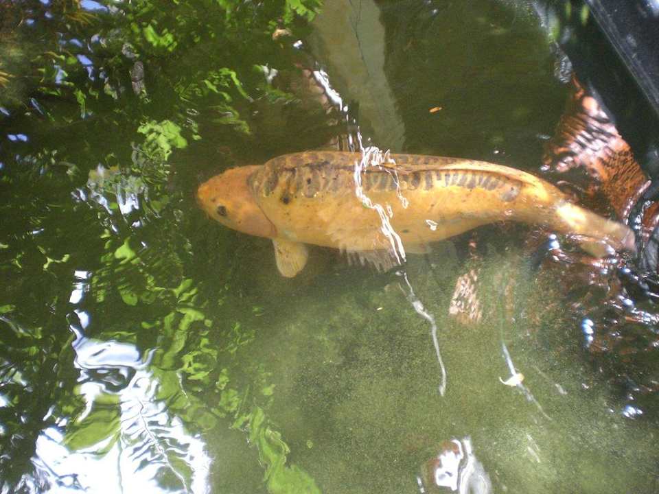 Koi Karpfen Bavaro Grand Palladium Select Bávaro Resort & Spa