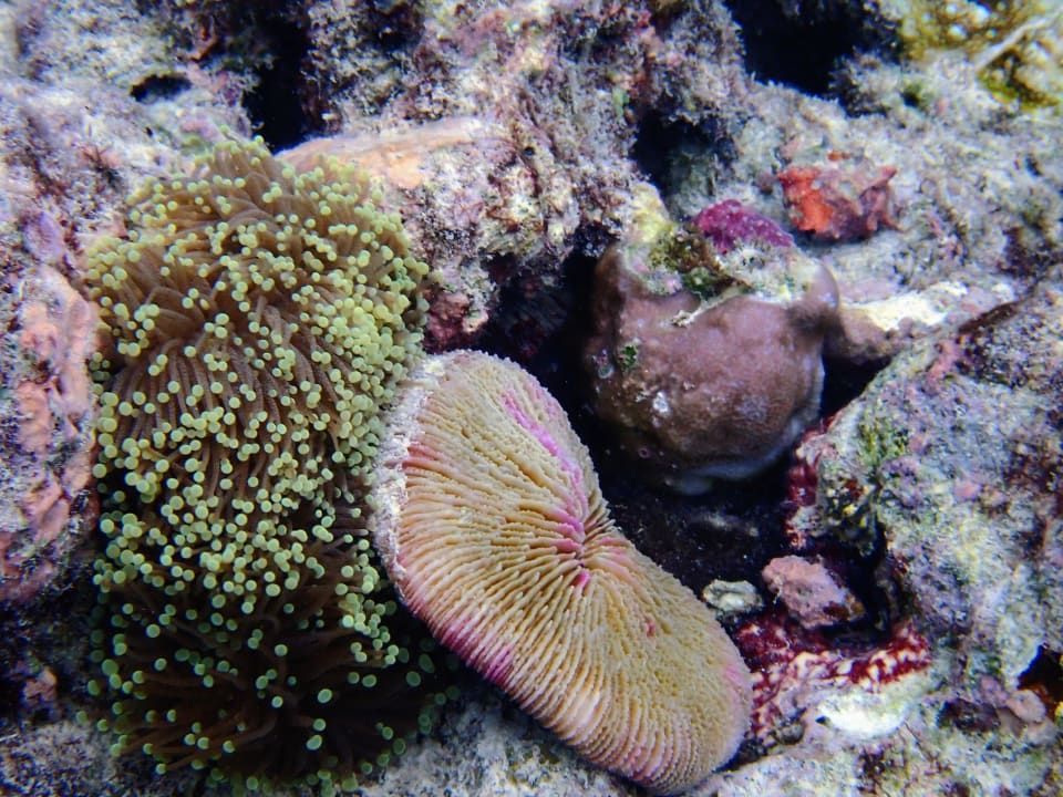 Strand Reethi Faru Resort