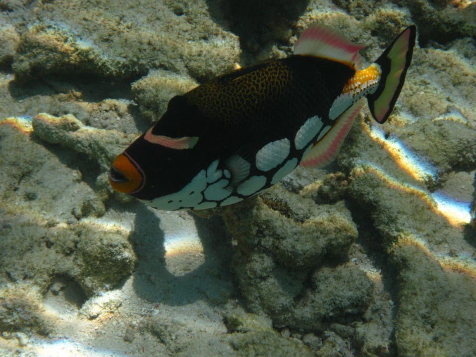 Unterwasserwelt am Hausriff NH Collection Maldives Reethi Resort