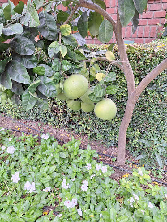 Gartenanlage Can Garden Beach