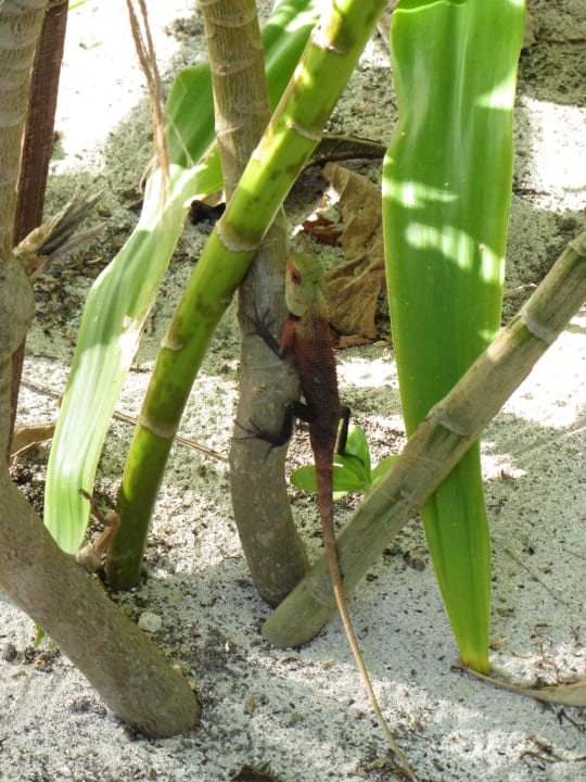 Echse Kuramathi Maldives