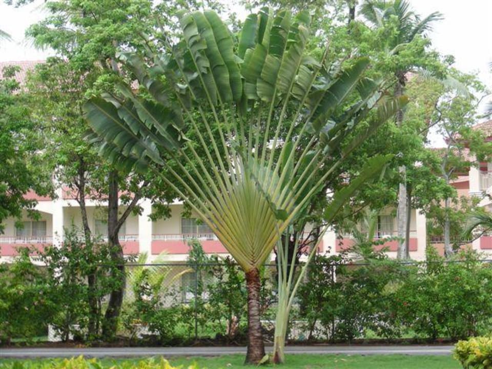 Ogrodowe rośliny Royalton Splash Punta Cana