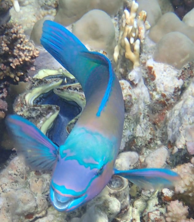 Sport & Freizeit Grand Makadi