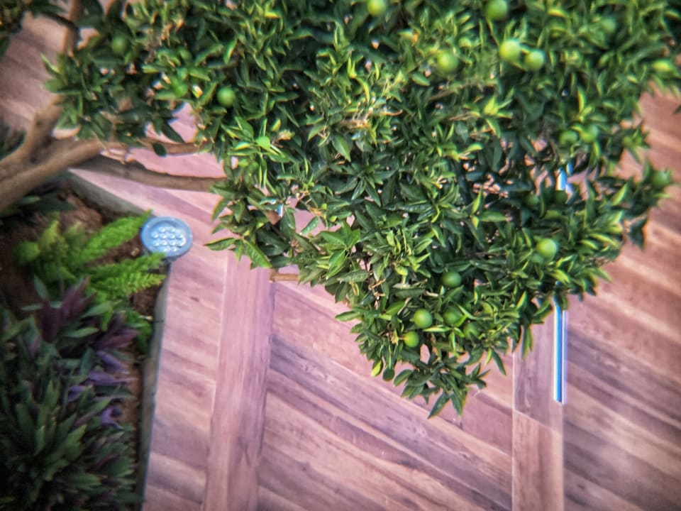 Gartenanlage Hotel SU & Aqualand