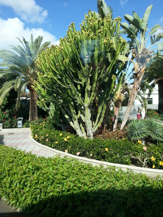 Canary Garden club Canary Garden Club