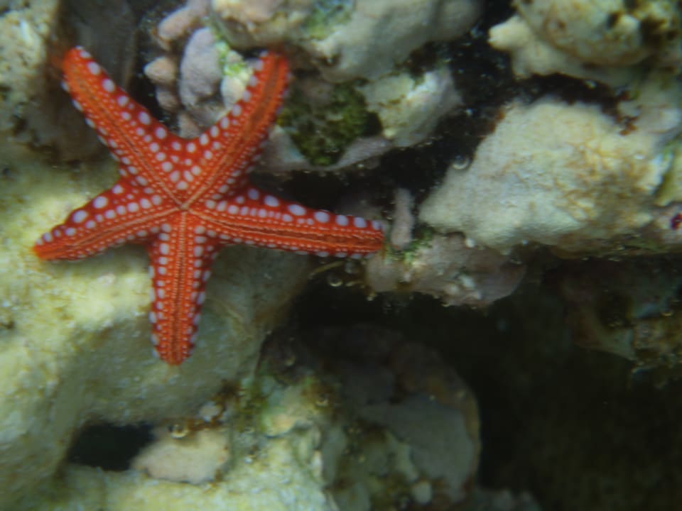 Strand Bliss Nada Beach Resort