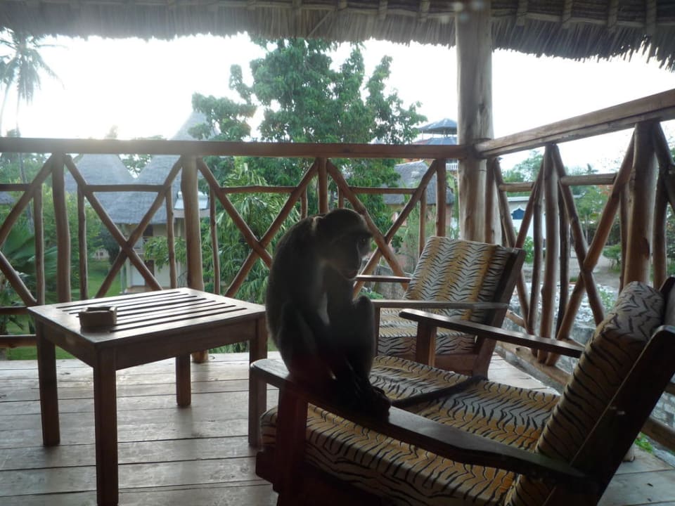 Morgentlicher Besuch Neptune Palm Beach Boutique Resort & Spa