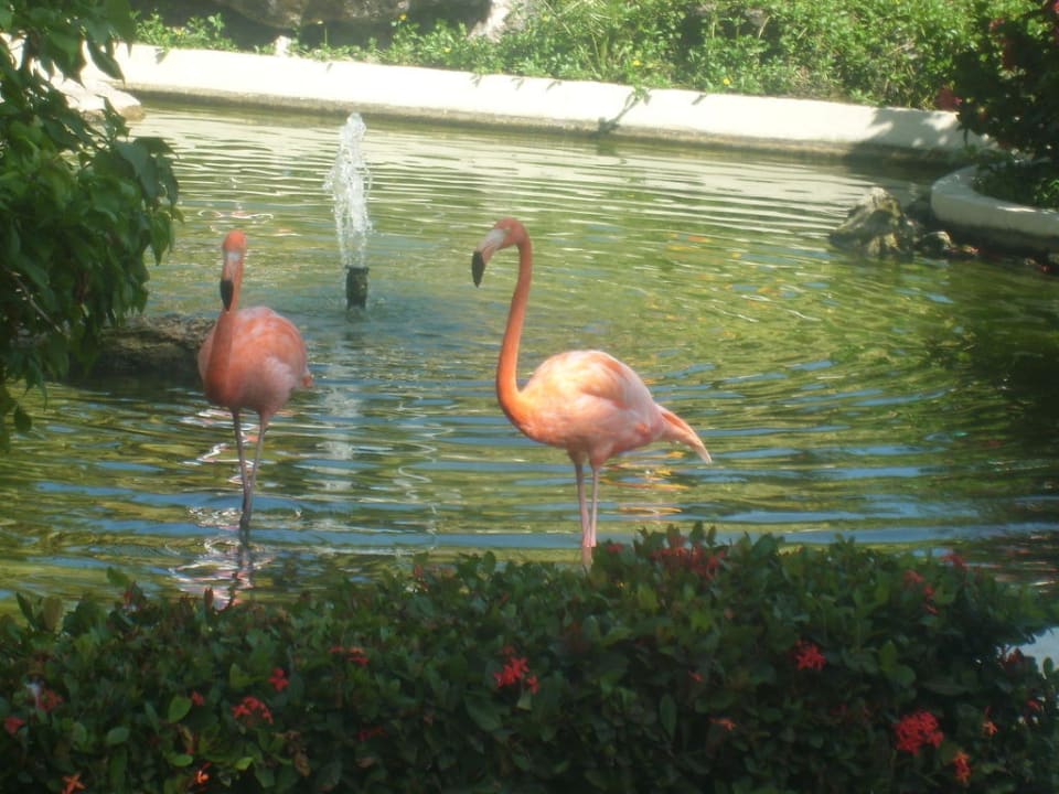 Flamingo vor dem Hotel Hotel Grand Palladium Palace Resort, Spa & Casino
