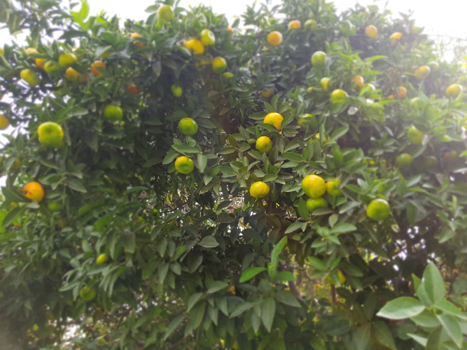 Gartenanlage Sunis Elita Beach Resort & Spa