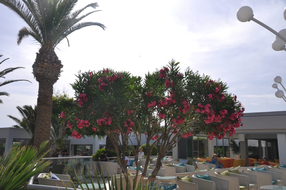 Gartenanlage Lyttos Beach Hotel
