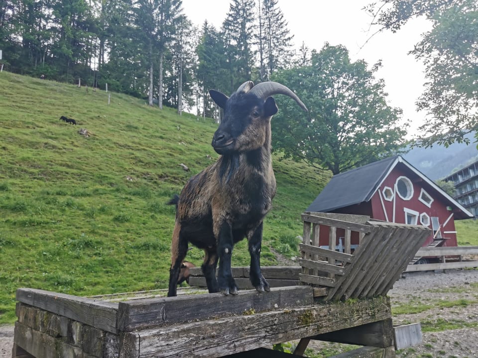 Sport & Freizeit Hotel Stadt Wien