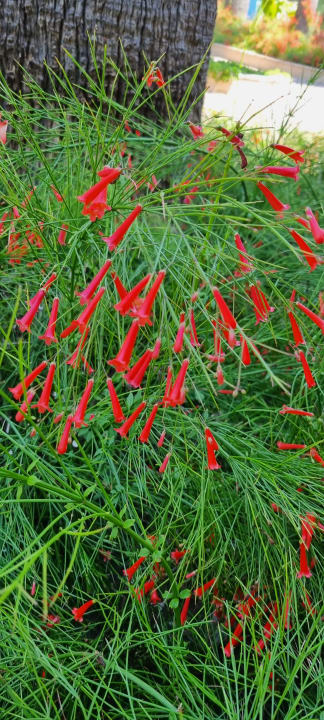 Gartenanlage VONRESORT Golden Beach